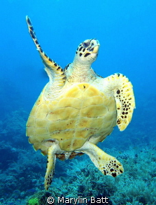 Hawksbill turtle swimming right toward me. by Marylin Batt 